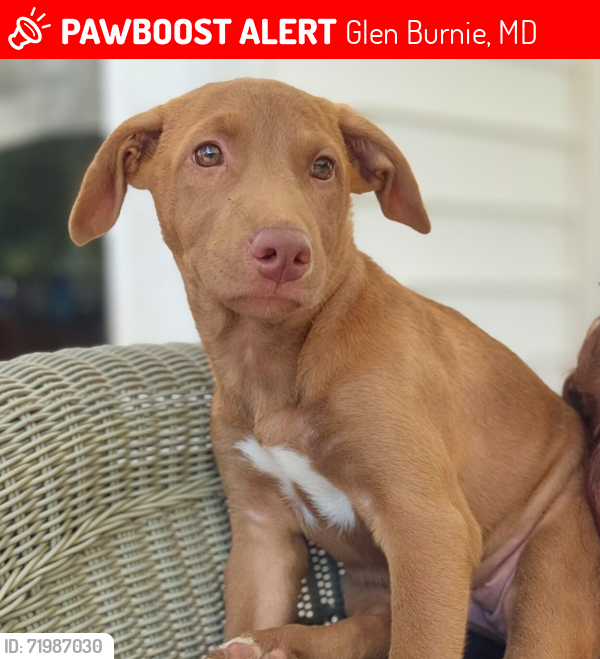 Lost Female Dog last seen Westfield Rd Glen Burnie, MD - near the church, Glen Burnie, MD 21060