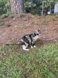 Lost Female Cat last seen Sun Rd and Thrushwood Aberdeen, Aberdeen, NC 28315