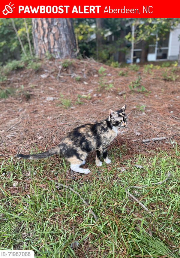 Lost Female Cat last seen Sun Rd and Thrushwood Aberdeen, Aberdeen, NC 28315