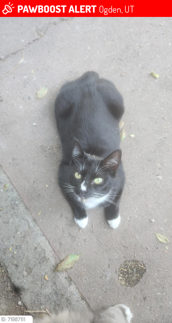 Lost Female Cat last seen 24th Street and Fillmore Avenue , Ogden, UT 84401