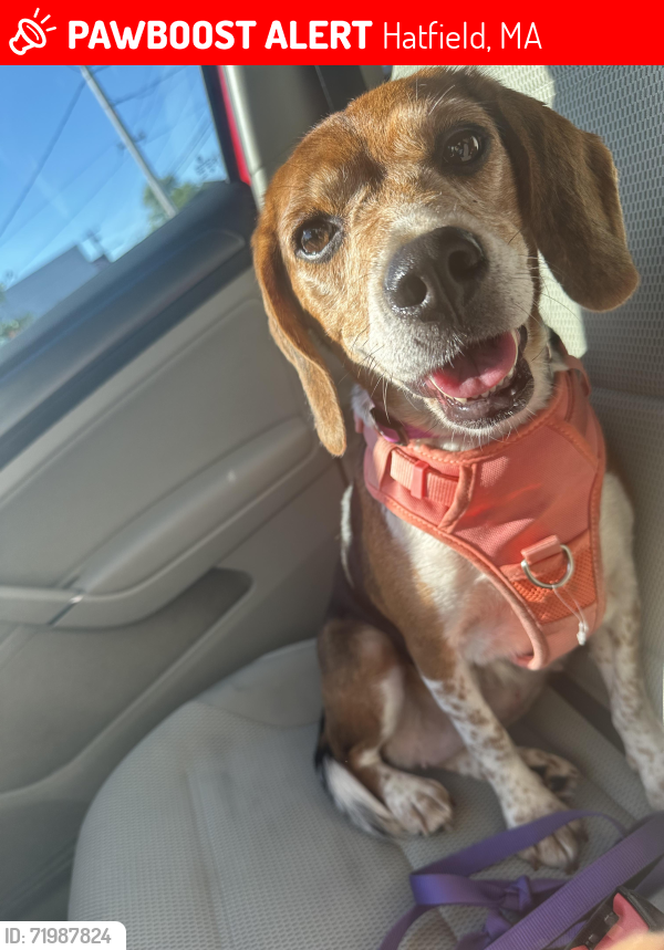 Lost Female Dog last seen Chestnut St Hatfield Ma, Hatfield, MA 01038