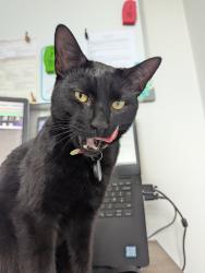 Lost Male Cat last seen Norwich Avenue. , North East Lincolnshire, England DN34 5ES
