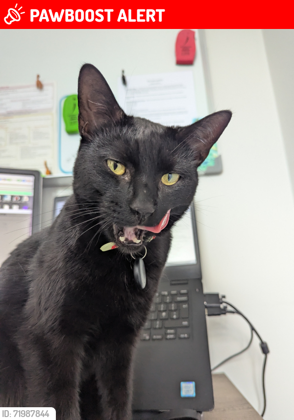 Lost Male Cat last seen Norwich Avenue. , North East Lincolnshire, England DN34 5ES