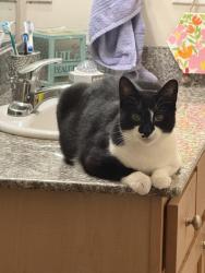 Lost Female Cat last seen Craebern Forest , New Bern, NC 28562