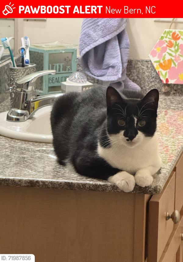 Lost Female Cat last seen Craebern Forest , New Bern, NC 28562