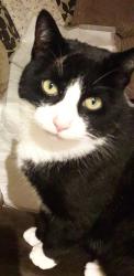 Lost Male Cat last seen Horn pie road , Three Score, England 