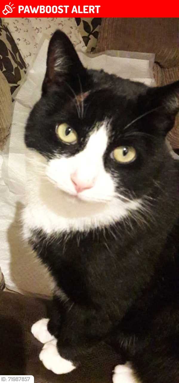 Lost Male Cat last seen Horn pie road , Three Score, England 