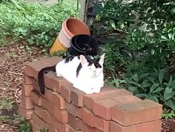 Lost Female Cat last seen Maple Av, Grove Av, Libbie Av, & Cary Street, Richmond, VA 23226