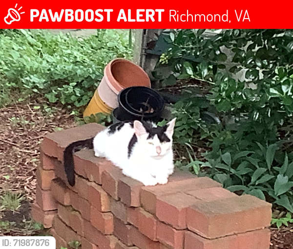 Lost Female Cat last seen Maple Av, Grove Av, Libbie Av, & Cary Street, Richmond, VA 23226