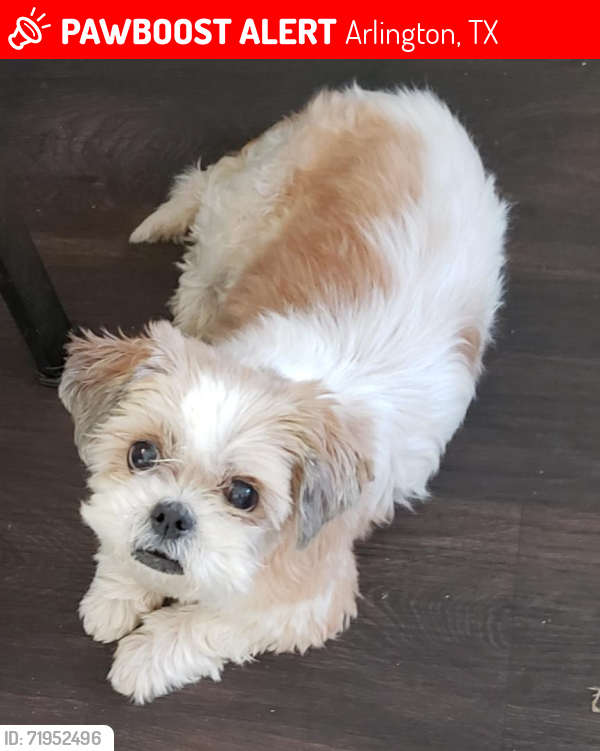Lost Male Dog last seen Arkansas ln and Carter dr Arlington TX, Arlington, TX 76010