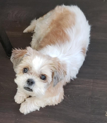 Lost Male Dog last seen Arkansas ln and Carter dr Arlington TX, Arlington, TX 76010