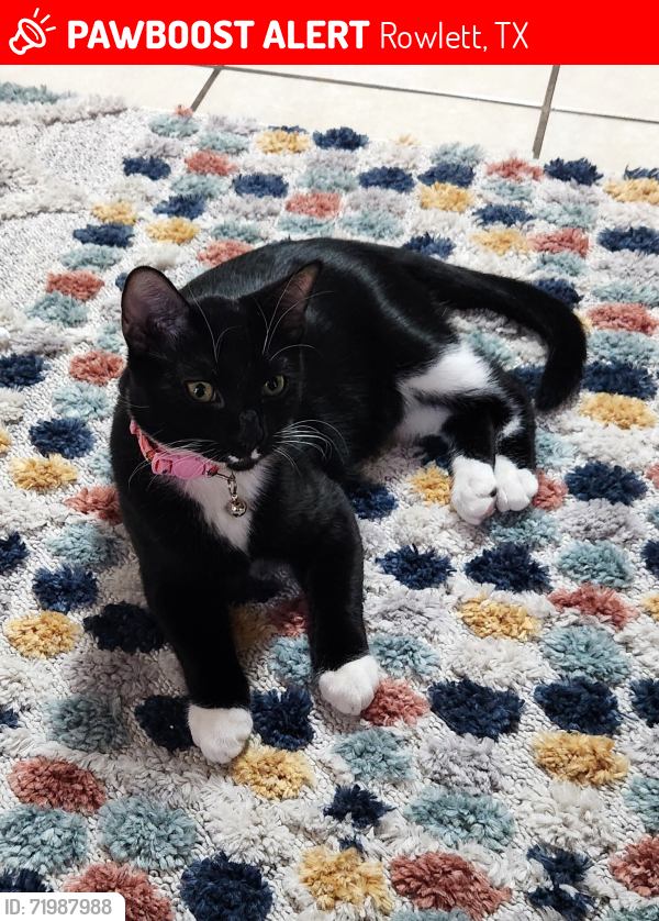 Lost Male Cat last seen Near Saint Fillans, Rowlett, TX 75089