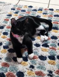 Lost Male Cat last seen Near Saint Fillans, Rowlett, TX 75089