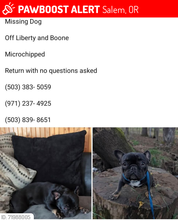Lost Female Dog last seen Liberty , Salem, OR 97306