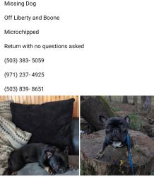 Lost Female Dog last seen Liberty , Salem, OR 97306
