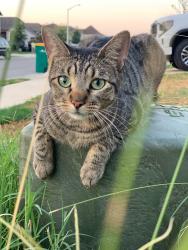 Lost Female Cat last seen 1626, Beer Geek, Manchaca, TX 78652