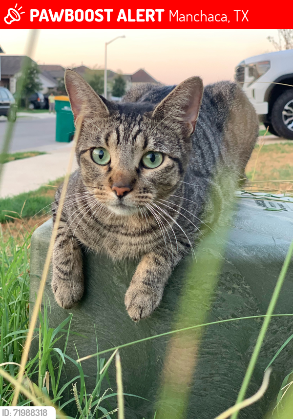 Lost Female Cat last seen 1626, Beer Geek, Manchaca, TX 78652