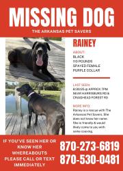 Lost Female Dog last seen Near Harrisburg Rd and Craighead Forest Rd, Jonesboro, AR 72404