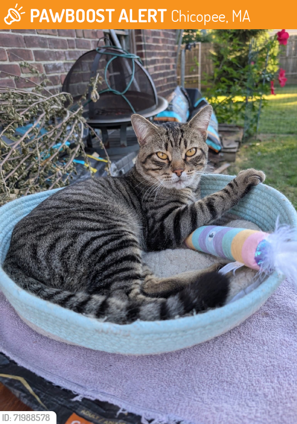 Rehomed Male Cat last seen Ferry St, Chicopee, MA 01013, USA, Chicopee, MA 01013