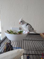 Lost Male Bird last seen Hawthorn park, Brown's Green, England B20 1AQ