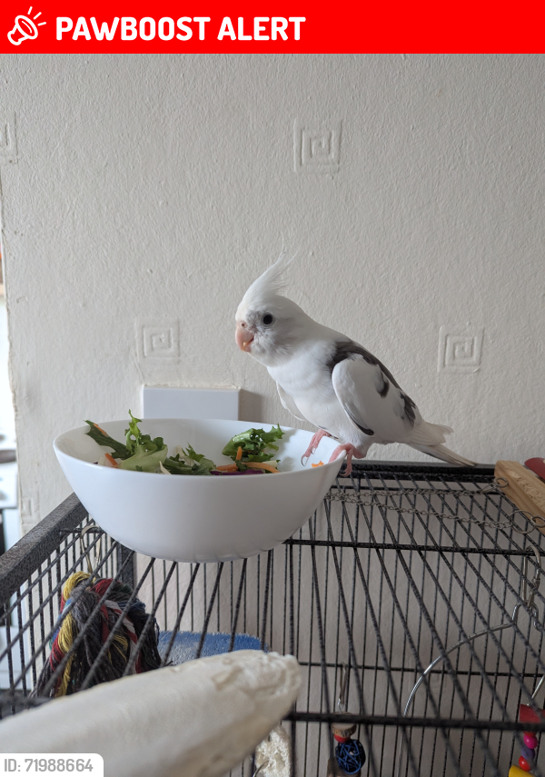 Lost Male Bird last seen Hawthorn park, Brown's Green, England B20 1AQ