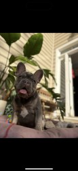 Lost Male Dog last seen Exchange landing road, Johns Island, SC 29455