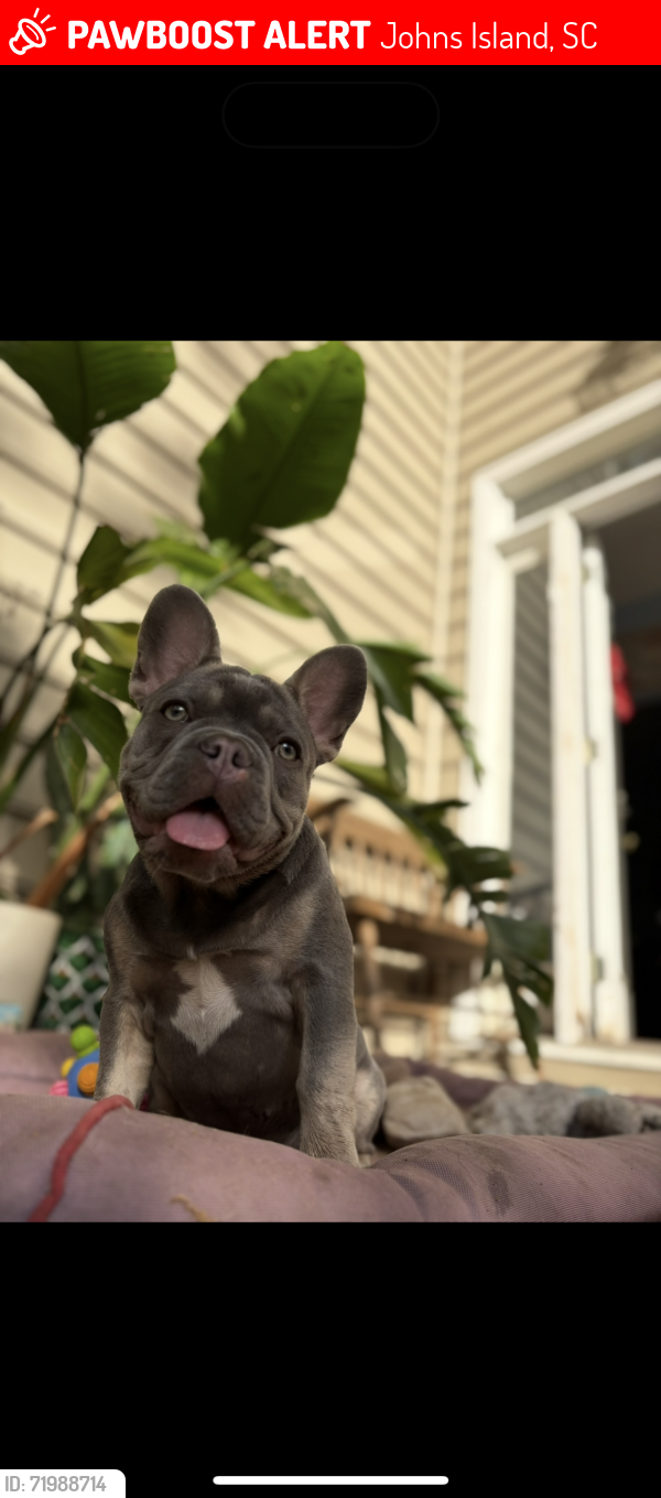 Lost Male Dog last seen Exchange landing road, Johns Island, SC 29455