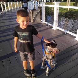 Lost Male Dog last seen Massachusetts ave, Delray Beach, FL 33483
