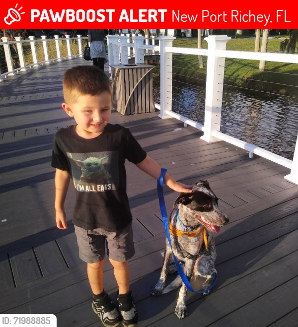 Lost Male Dog last seen Massachusetts ave, Delray Beach, FL 33483