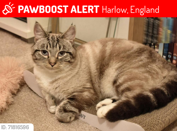 Lost Male Cat last seen Rushes Mead, Harlow, Harlow, England 