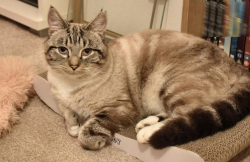 Lost Male Cat last seen Rushes Mead, Harlow, Harlow, England 