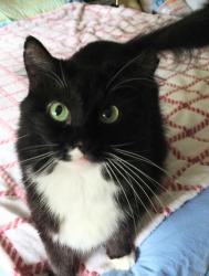 Lost Female Cat last seen Quan and Wood , Kirkwood, MO 63122