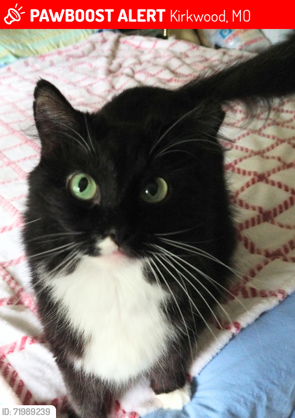 Lost Female Cat last seen Quan and Wood , Kirkwood, MO 63122