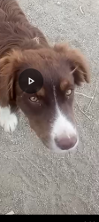 Lost Male Dog last seen Palmdale road and Colorado road, Piñon Hills, CA 92372