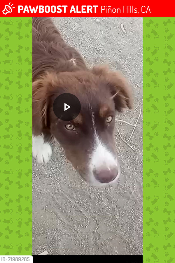 Lost Male Dog last seen Palmdale road and Colorado road, Piñon Hills, CA 92372