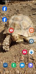 Lost Female Reptile last seen Mcfadden and parton st, Santa Ana, CA 92701