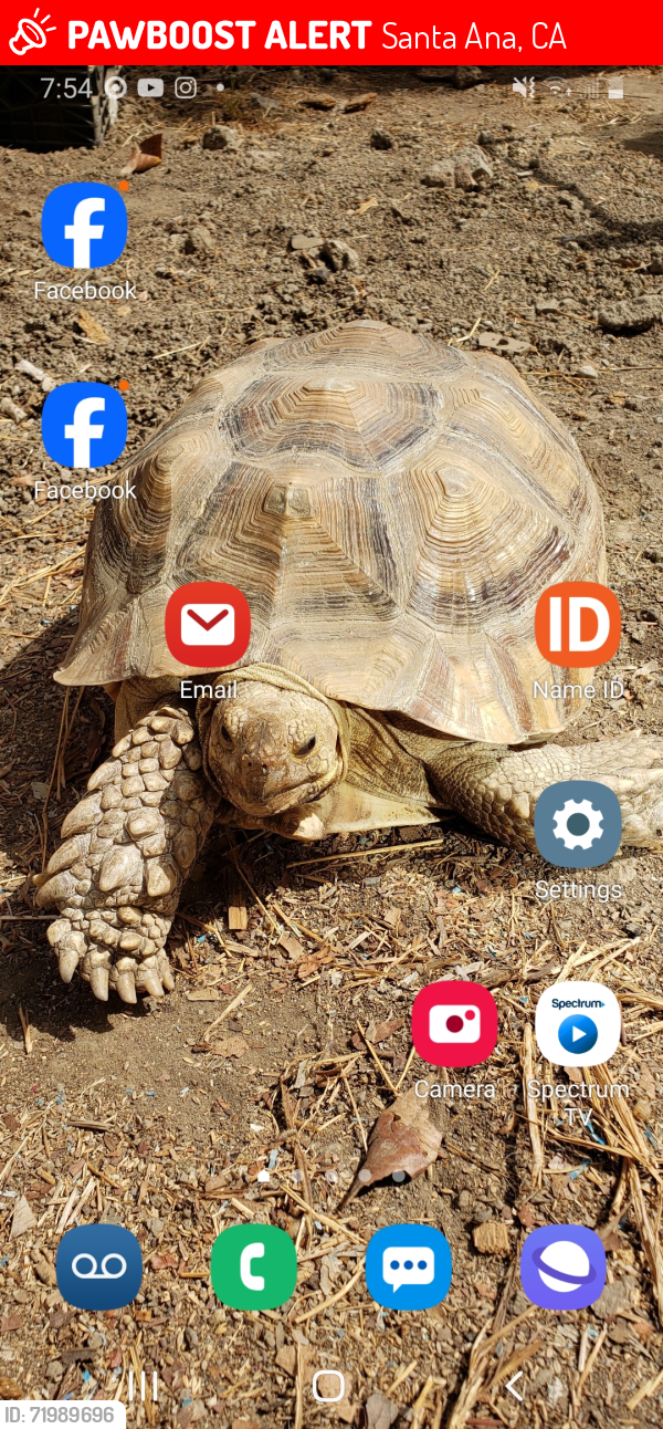 Lost Female Reptile last seen Mcfadden and parton st, Santa Ana, CA 92701