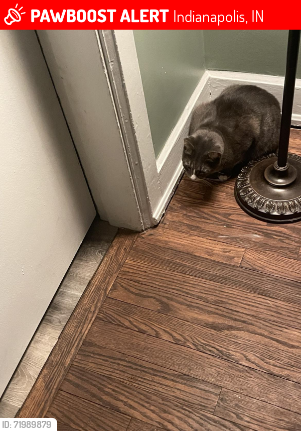 Lost Male Cat last seen Extended Stay Carmel 9750 Lakeshore Dr., Carmel, IN, Indianapolis, IN 46240