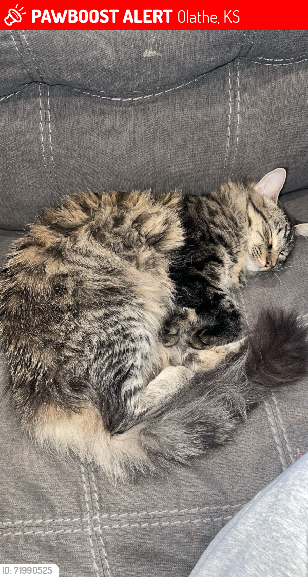 Lost Female Cat last seen The Brentwood apmts, Olathe, KS 66062