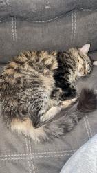 Lost Female Cat last seen The Brentwood apmts, Olathe, KS 66062