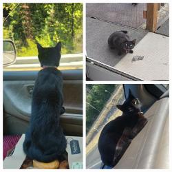 Lost Female Cat last seen St. Regis and Superior MT, Superior, MT 59872