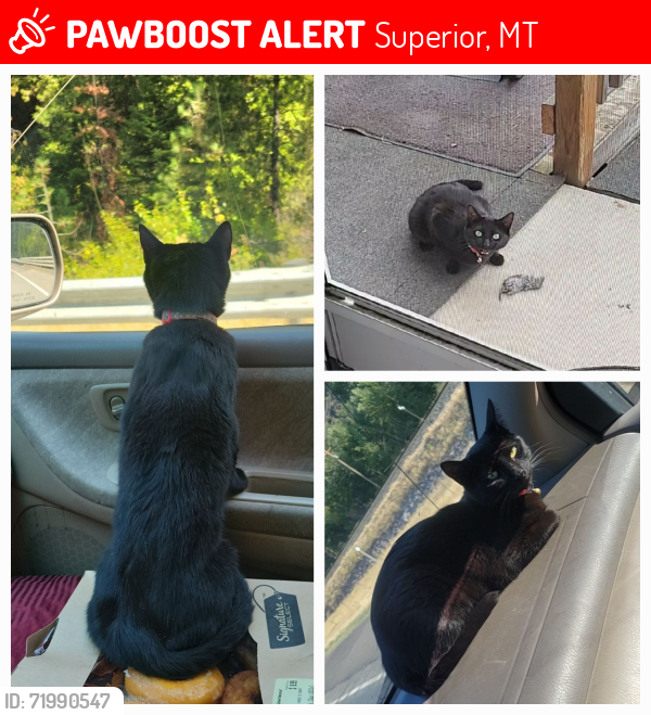 Lost Female Cat last seen St. Regis and Superior MT, Superior, MT 59872