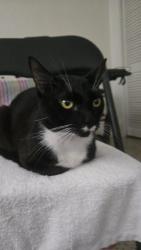 Lost Male Cat last seen No se, se escapo por la ventana , Hialeah, FL 33010