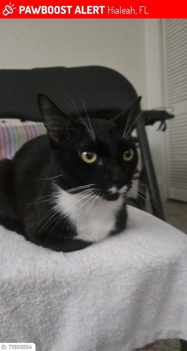 Lost Male Cat last seen No se, se escapo por la ventana , Hialeah, FL 33010