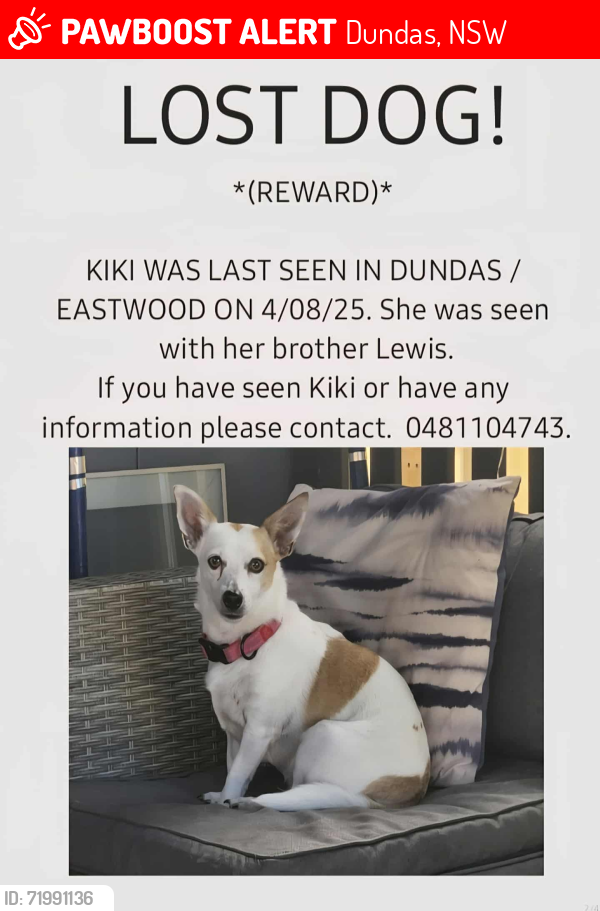Lost Female Dog last seen Silverwater Road Dundas , Dundas, NSW 2117