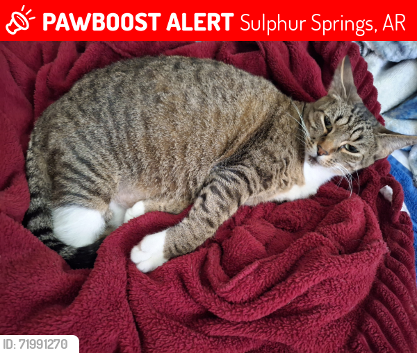 Lost Female Cat last seen Henderson Sulphur Springs , Sulphur Springs, AR 71603
