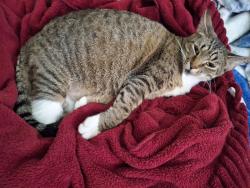 Lost Female Cat last seen Henderson Sulphur Springs , Sulphur Springs, AR 71603