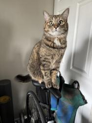 Lost Female Cat last seen Portsmouth Harbour , Kingston, ON K7M