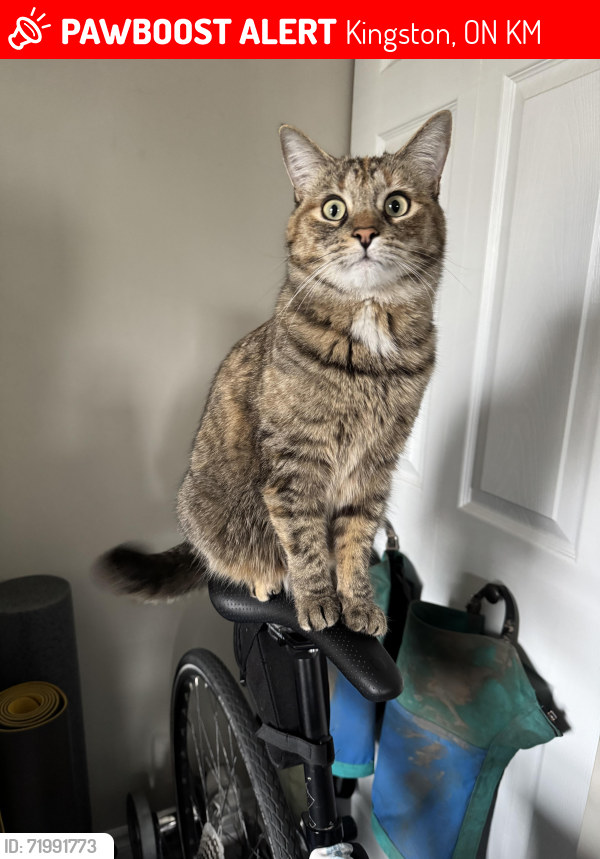Lost Female Cat last seen Portsmouth Harbour , Kingston, ON K7M