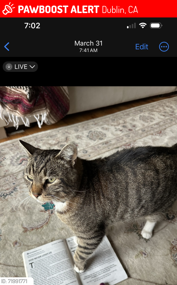Lost Male Cat last seen Kolb Park, Dublin, CA 94568